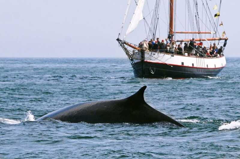 from-saint-john-saint-andrews-whale-watching-tour