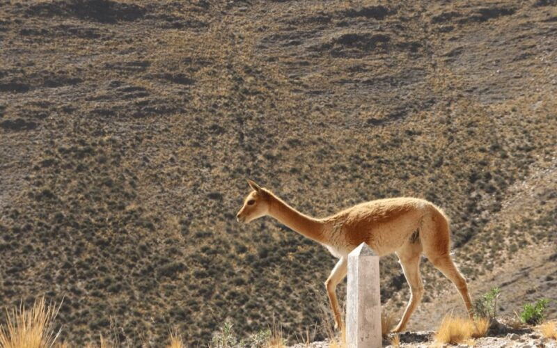 from-salta-full-day-tours-of-cafayate-and-salinas-grandes