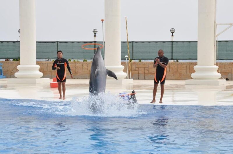 from-side-dolphin-and-seal-show-ticket-with-hotel-transfers