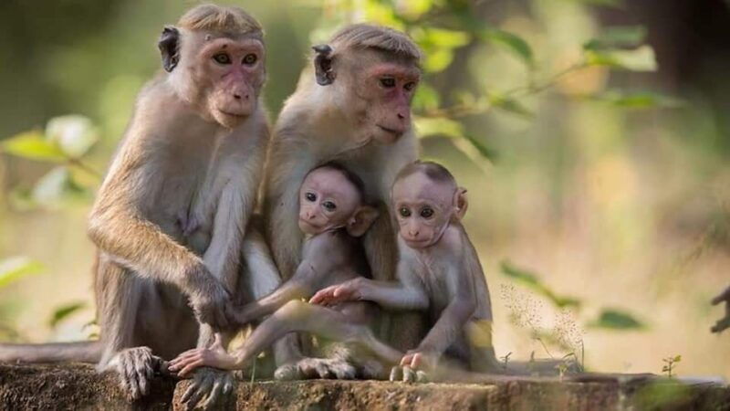 from-sigiriya-minneriya-national-park-elephant-safari