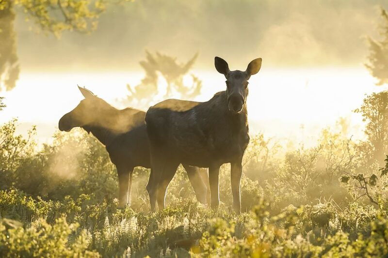 from-stockholm-wildlife-safari-with-campfire-dinner