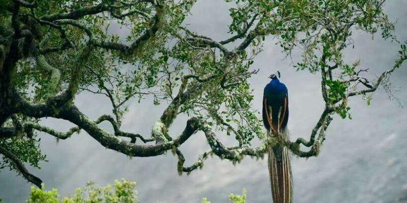 from-tangalle-hiriketiya-ella-transfer-udawalawe-safari-2