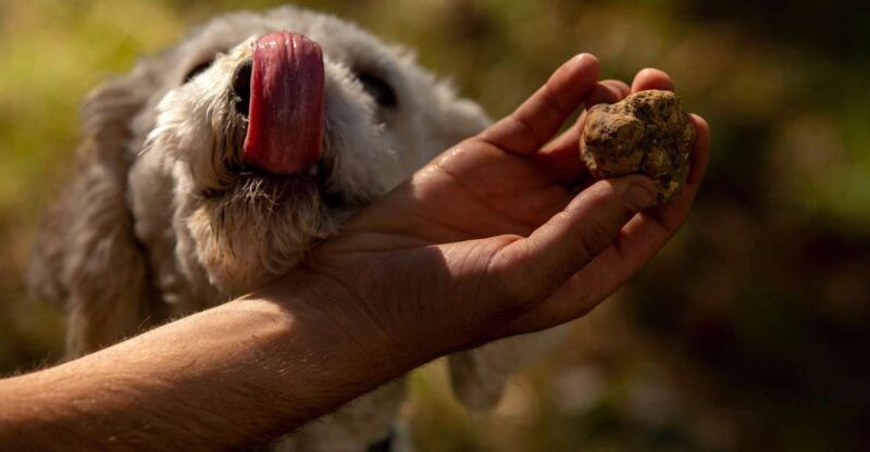 from-tortona-piedmont-truffle-hunting-experience