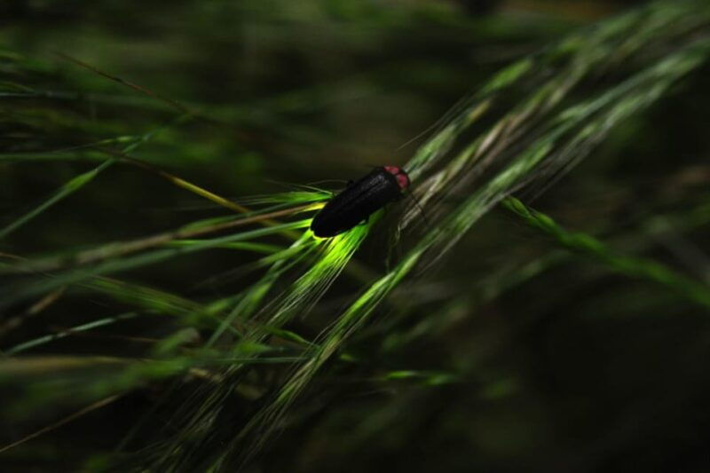 from-ubud-magical-village-tour-dinner-with-fireflies