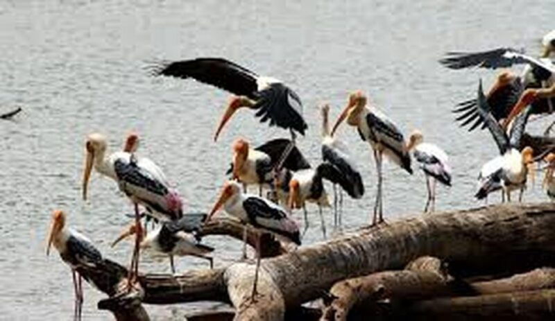 from-udawalawe-national-park-thrilling-full-day-safari