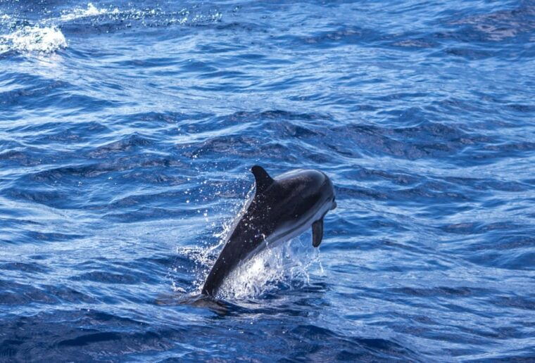 from-villefranche-sur-mer-guided-dolphin-watching-tour