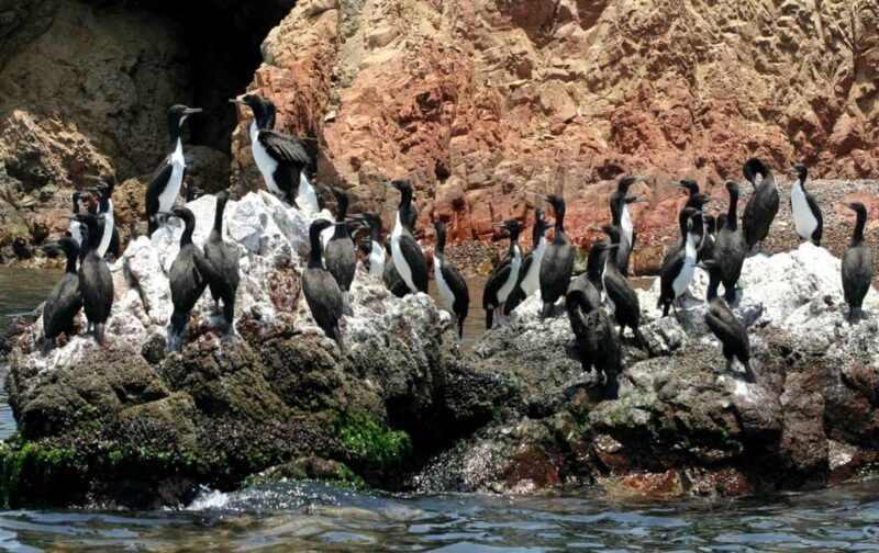 full-day-ballestas-islands