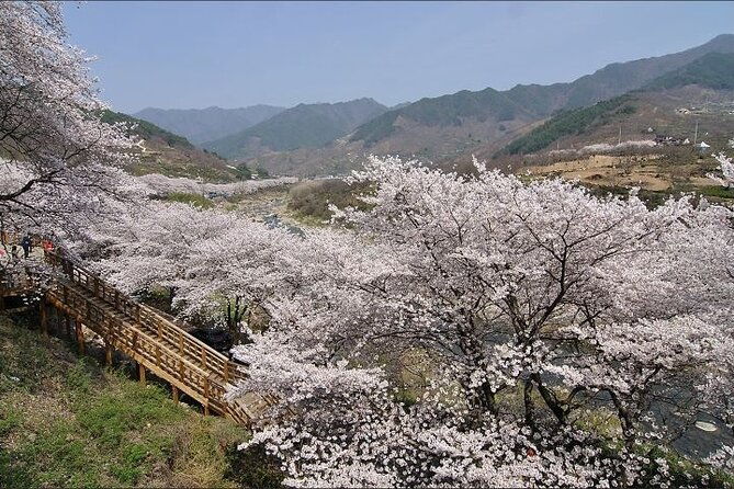 Full-day Hadong, Gwangyang, Cherry blossom, Green Tea Fields Private Tour - Final Thoughts