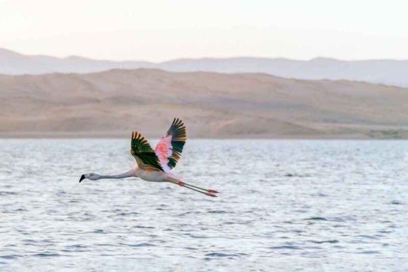 full-day-in-paracas-ballestas-islands-paracas-reserve