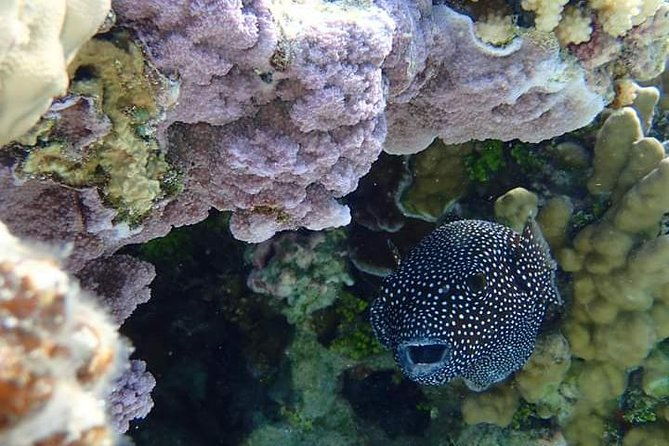 Full-Day Private Boat Tour of Bora Bora Lagoon with Snorkel - Final Thoughts