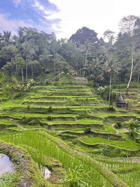 full-day-tour-to-explore-ubud-with-private-car