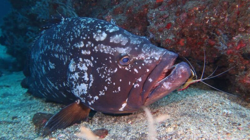 funchal-advanced-scuba-diving-afonso-cerqueira-wreck