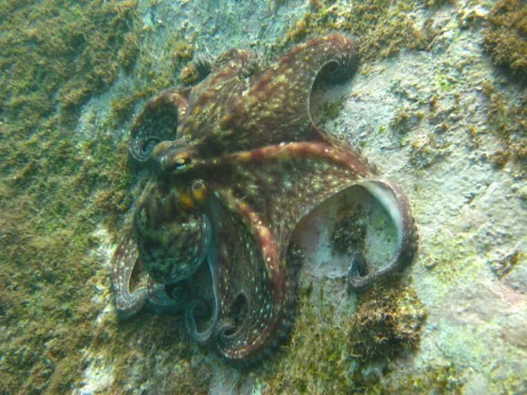 funchal-certified-scuba-diving-guided-tour