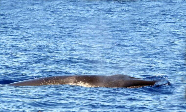 funchal-dolphin-and-whale-watching-cruise