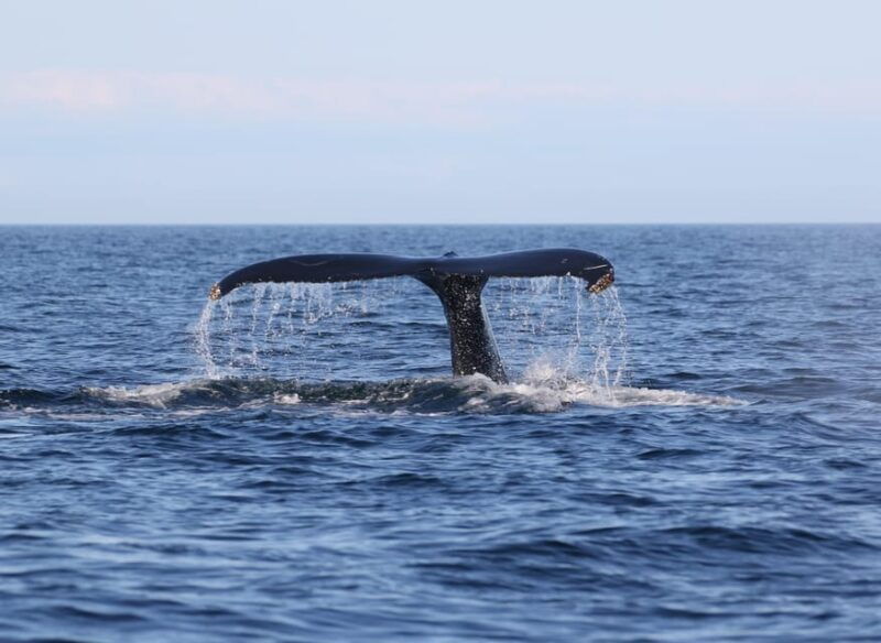 funchal-guarantee-wild-dolphinwhale-watching-by-rib
