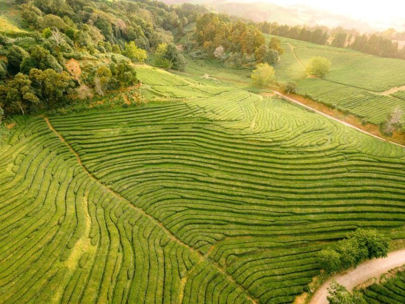 furnas-tea-plantations-lake-and-volcano-guided-tour