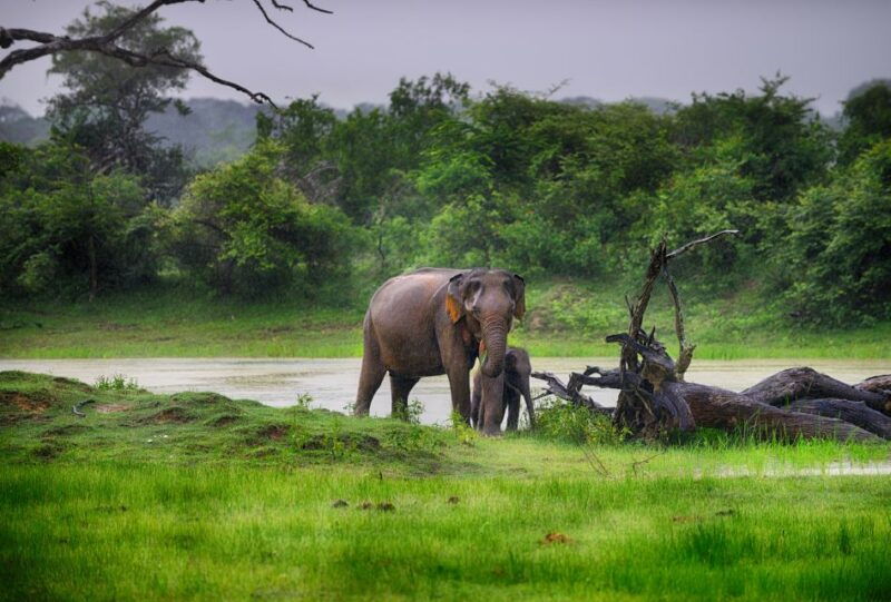 galle-unawatuna-weligama-mirissa-yala-national-park-safari