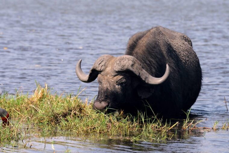 game-drive-and-white-rhino-walking-safari-in-livingstone