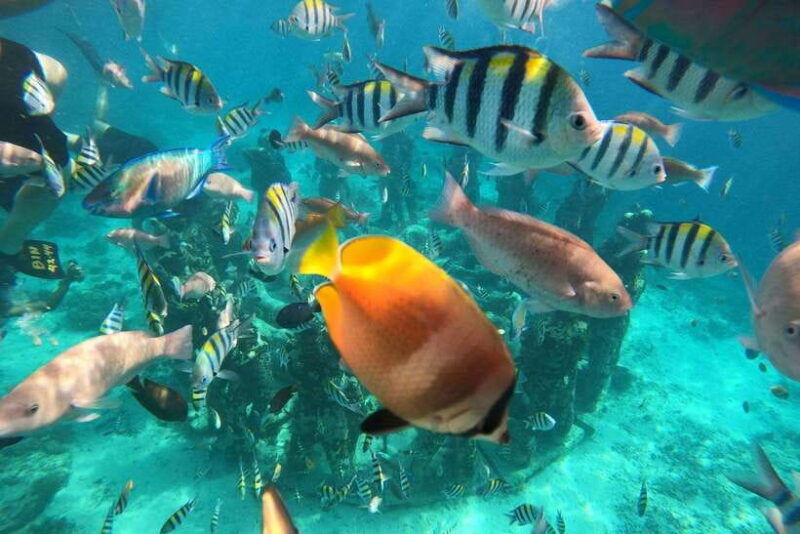 gili-islands-lombok-4-hour-private-group-snorkeling-trip