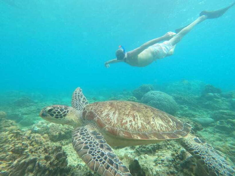 gili-t-snorkeling-trip-by-glass-bottom-boat-visit-turtles