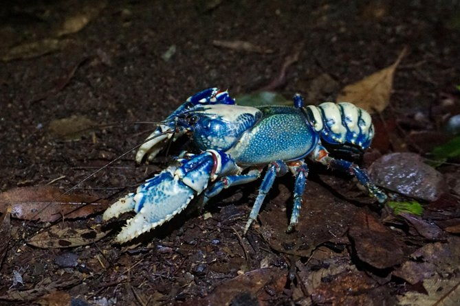 Glow Worms Private Tour - Nocturnal Rainforest Walk - The Sum Up