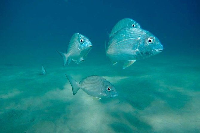 Gold Coast Try-Scuba Experience at Wave Break Island - Is This Tour Worth It?