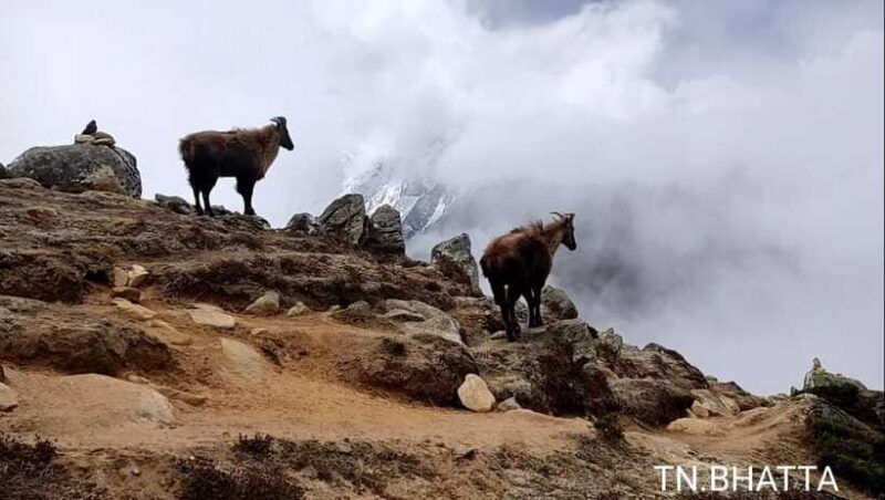 gorkha-honey-hunting-experience-in-larpak