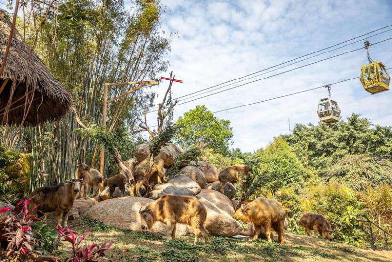 guangzhou-chimelong-safari-park-ticket