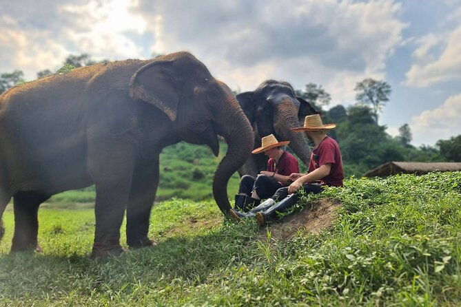 Half-Day Elephant Experience at Rantong - Feeding and Bathing  