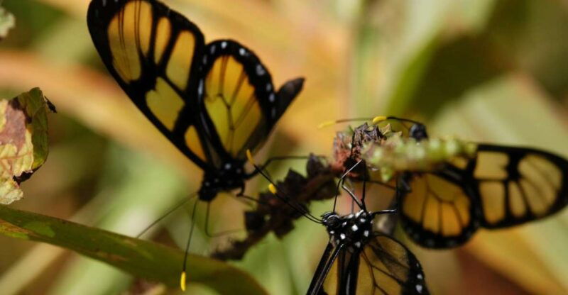 half-day-iguazu-forest-adventure