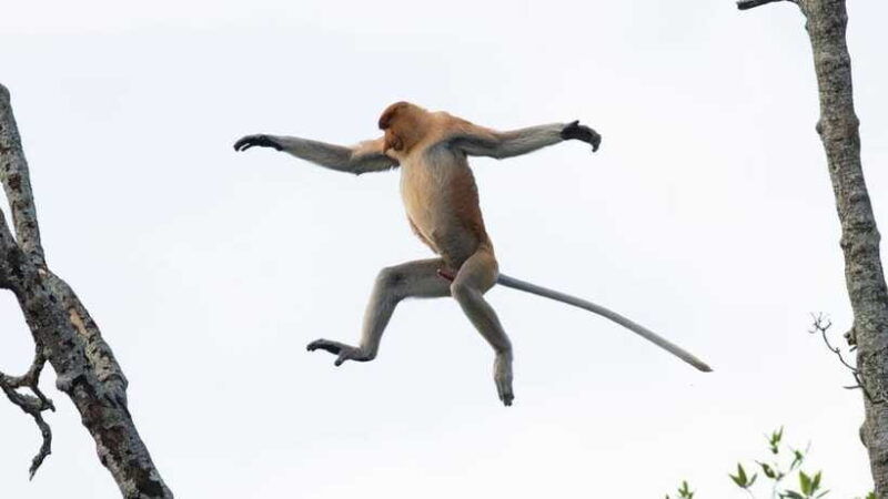 half-day-labuk-bay-proboscis-monkey-sanctuary-sandakan
