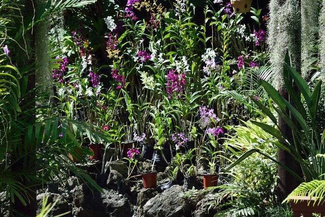 Half Day Tour from Nadi includes Local Markets, Orchid Gardens and Local Village - Shore Excursions - The Sum Up
