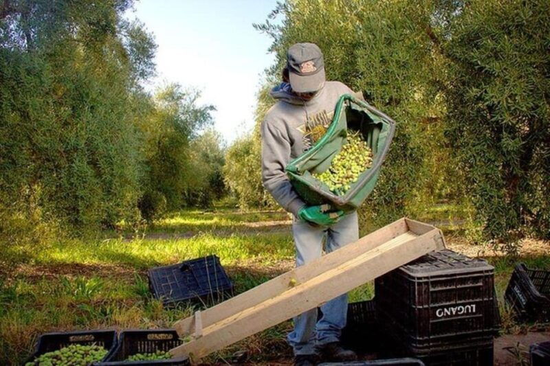 half-day-tour-of-wineries-and-olive-oil-from-mendoza