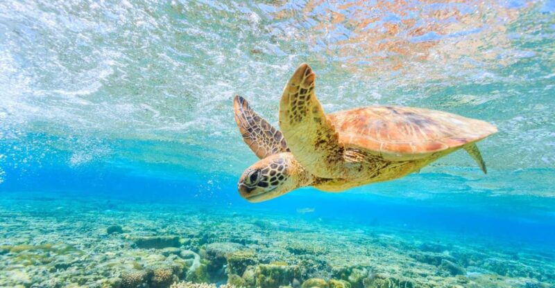 half-day-tour-to-turtle-island-keri-caves