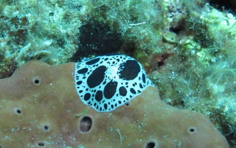 halkidiki-kassandra-scuba-beginner-diving-class
