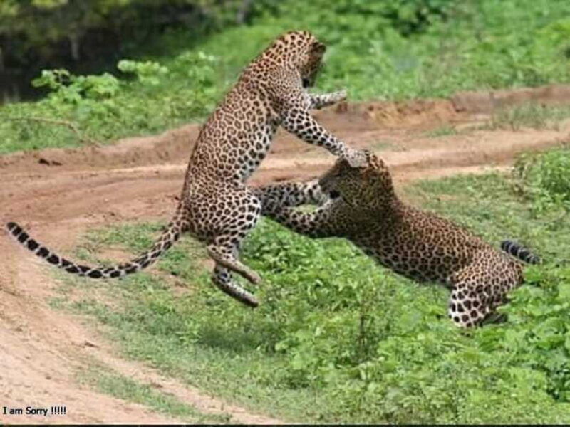 hambantota-port-full-day-yala-national-park-safari-private