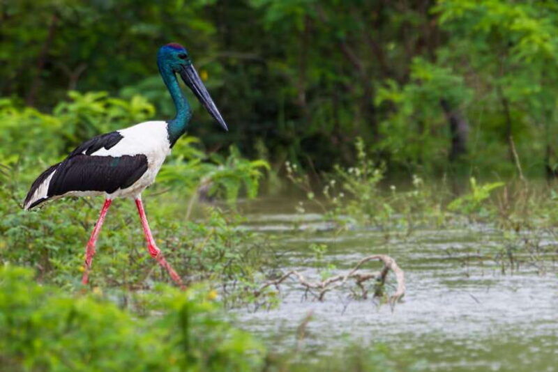 hambantota-port-yala-national-park-safari-shore-excursion