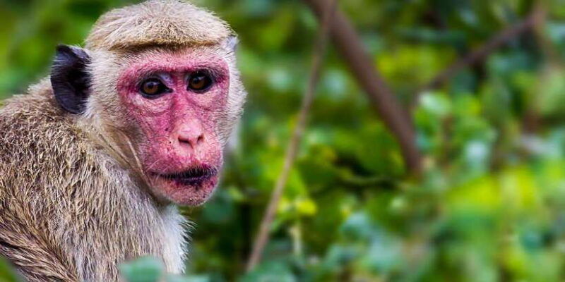 hambantota-yala-national-park-wildlife-safari-in-a-4x4