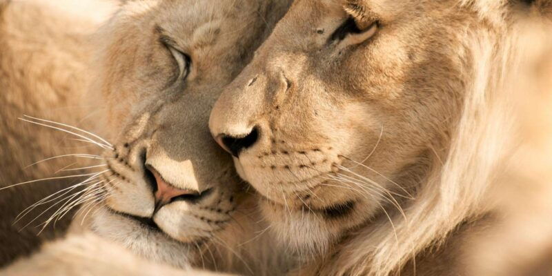 hazyview-kruger-national-park-full-day-safari