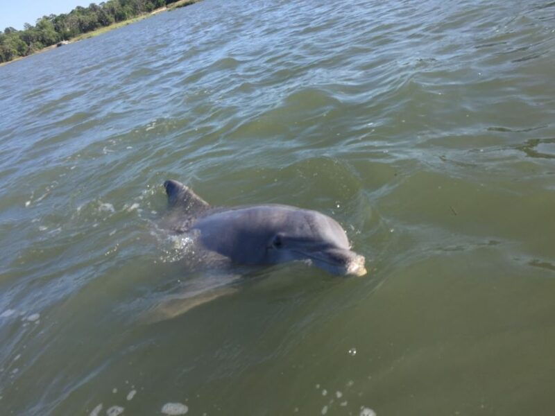 hilton-head-island-disappearing-island-and-dolphin-tour