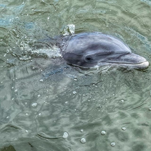 hilton-head-island-dolphin-cruise-nature-tour