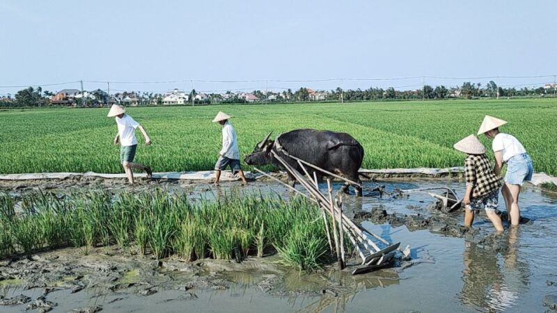 hoi-an-countryside-by-cycling-buffalo-riding-do-farming