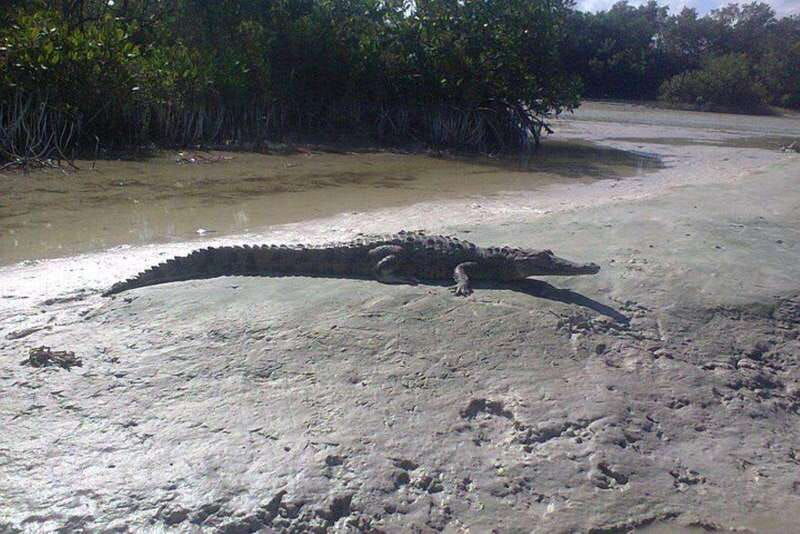 holbox-mangrove-paddling-excursion