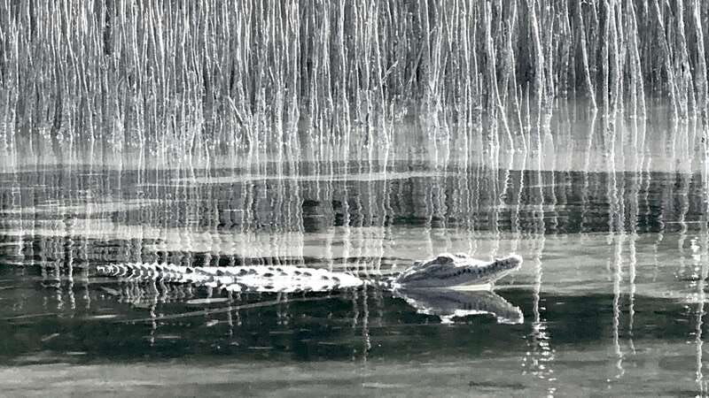 holbox-mangrove-sunset-kayak-tour