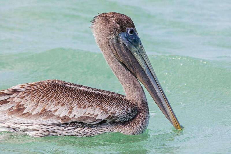 holbox-sunrise-kayak-tour-through-the-mangroves