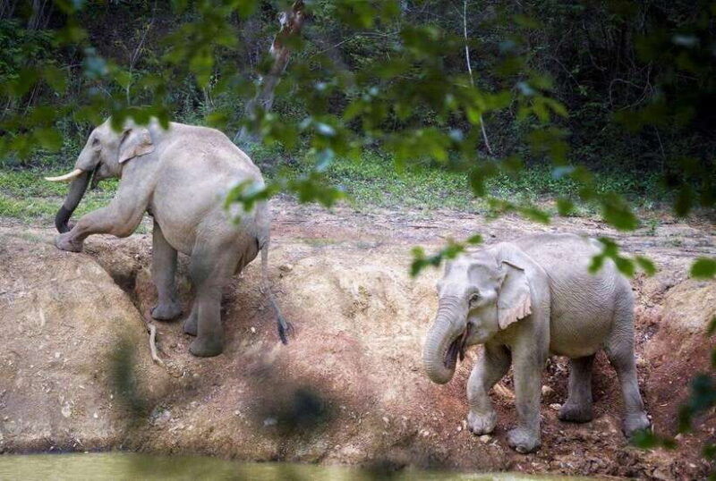 hua-hin-kui-buri-elephant-safari-tour-private-2-or-3-pax