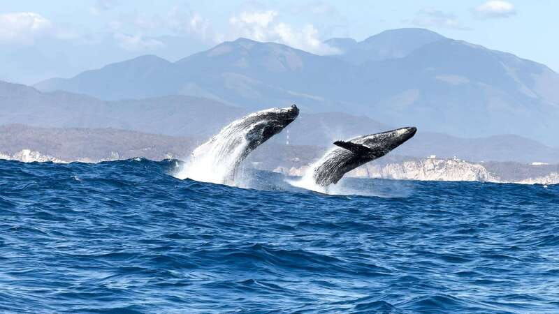 huatulco-awakening-with-stars-dolphins-boat-cruise
