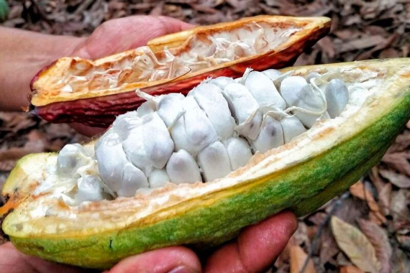 huayopata-private-chocolate-tour