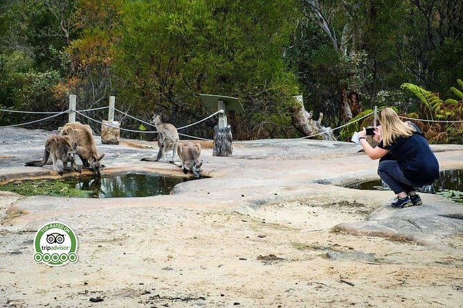 Hunter Valley Wine & Wildlife Tour (Private Tour from Sydney) - The Transport and Flexibility