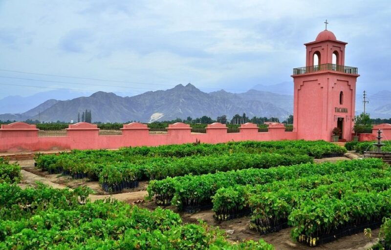 ica-pisco-wineries-and-vineyards-day-tour